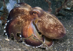 Octopus. Lembeh straits. D200, 60mm. by Derek Haslam 